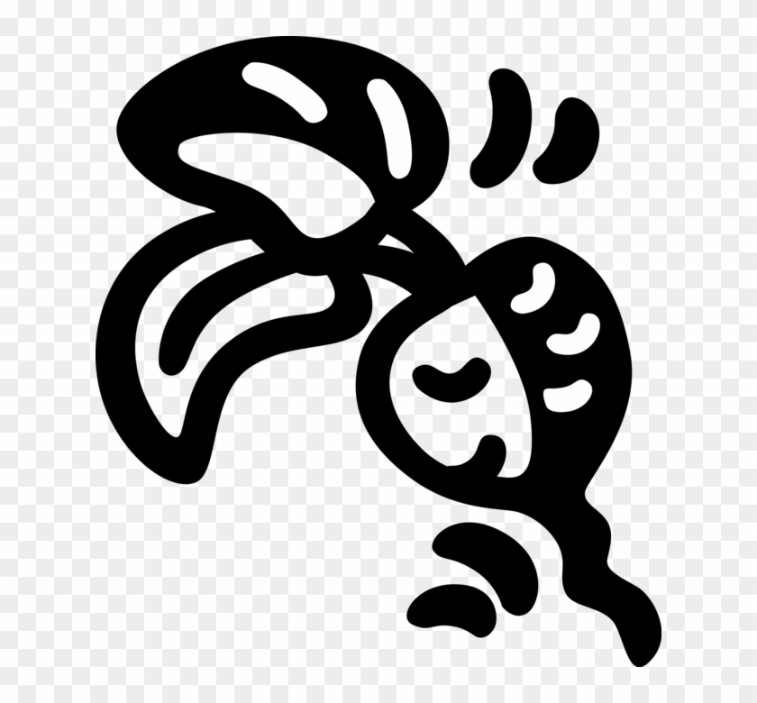 Vector Illustration Of Crisp, Pungent Edible Root Vegetable Clipart