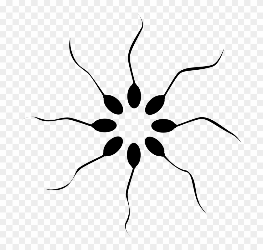 Cannabis Smoking Is Associated With Higher Sperm Count - Balls Voyage Clipart