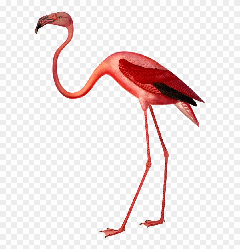 High Quality, Easy To Use, Free Support Ramones, Easy - Greater Flamingo Clipart