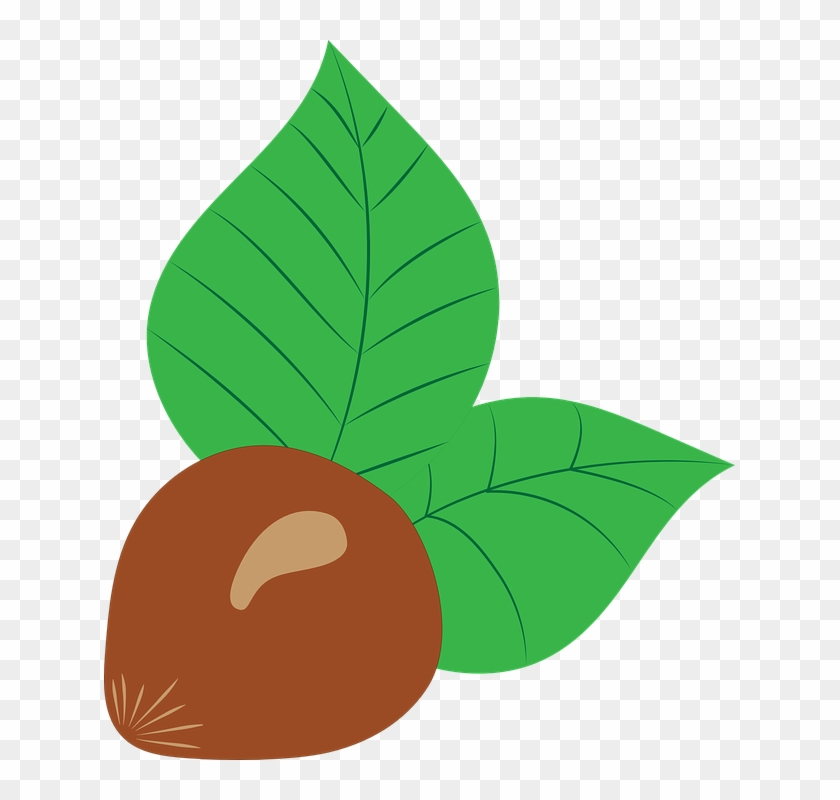 Hazelnut, Vector, Drawing, Fruit, Nut, Brown, Chestnut - Avellanas Dibujo Png Clipart #3924557