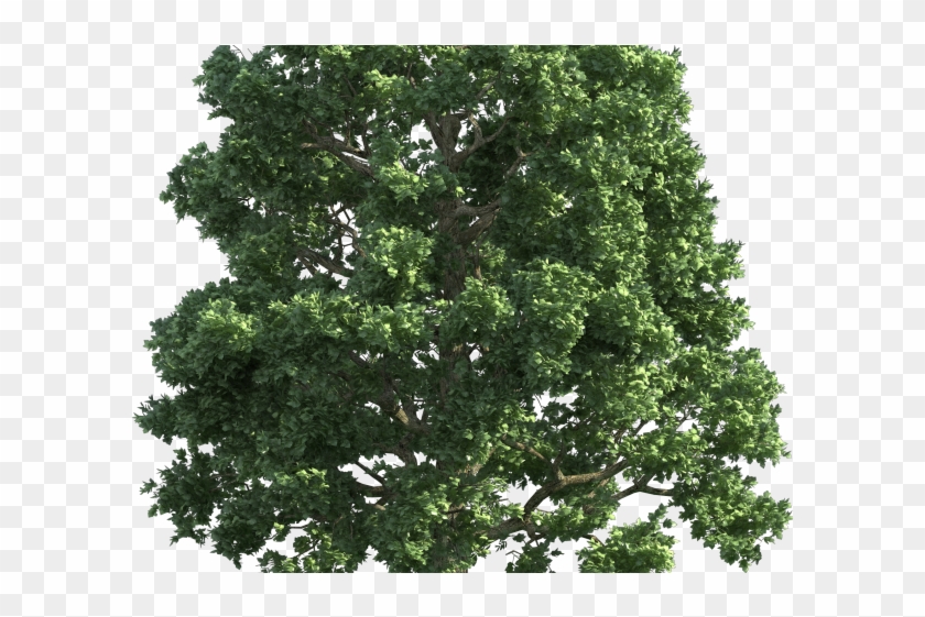 Chestnut Clipart - Realistic Tree Vector Png Transparent Png #3924811