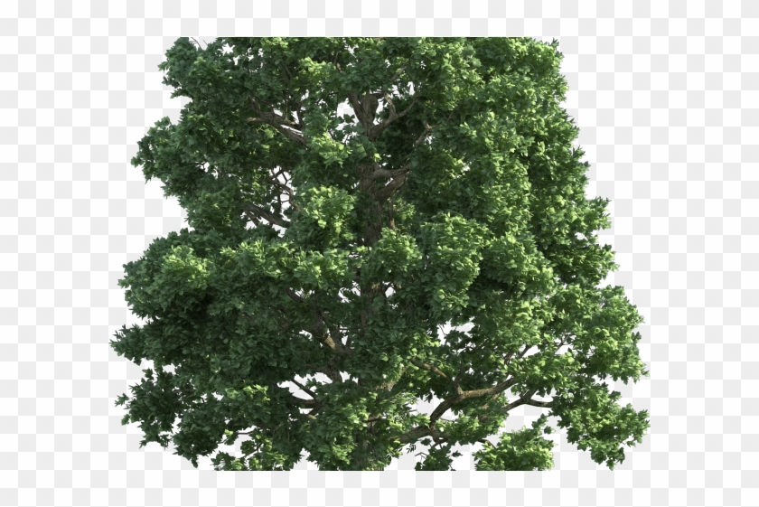 Chestnut Clipart - Realistic Tree Vector Png Transparent Png
