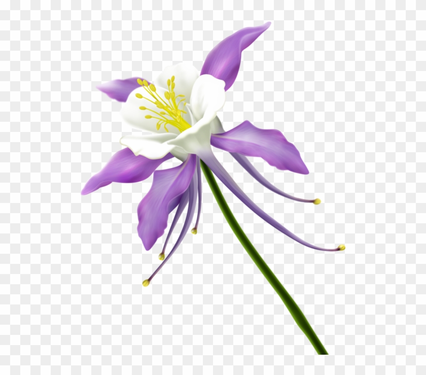 9b05cb0a Tube, Clip Art, Photoshop, Flowers - Columbine Flower Clipart - Png Download