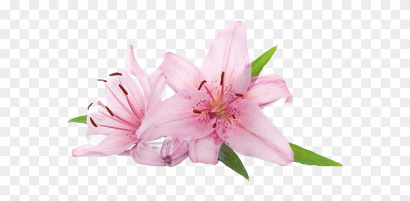 Previous - Next - Pink Lily Flowers Png Clipart #3926972