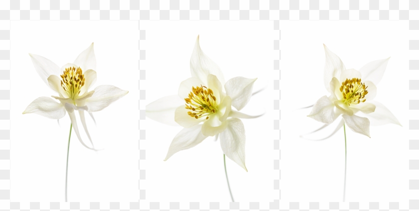 Columbine - Lily Family Clipart #3927319
