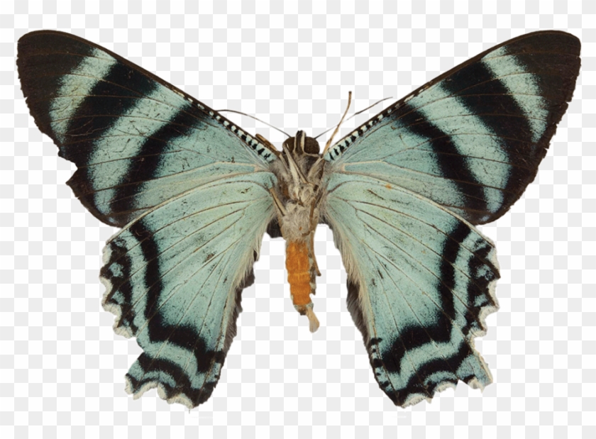 Its Scientific Name Is Alcidia Boops, But It's Also - Swallowtail Butterfly Clipart #3928066
