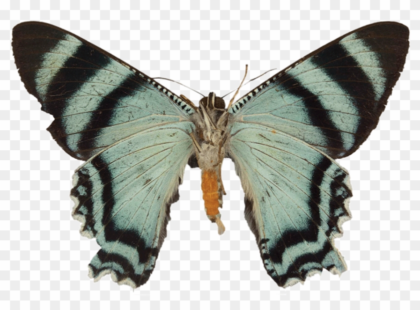 Its Scientific Name Is Alcidia Boops, But It's Also - Swallowtail Butterfly Clipart