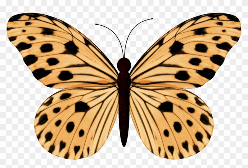 Фото, Автор ✿lili@ ✿ На Яндекс - Ideopsis Gaura Perakana Clipart #3928227