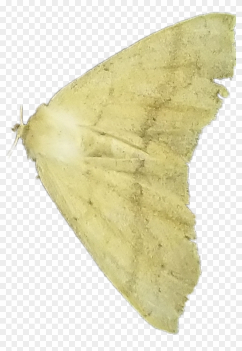 Mothwings Sticker - Moth Clipart #3928256