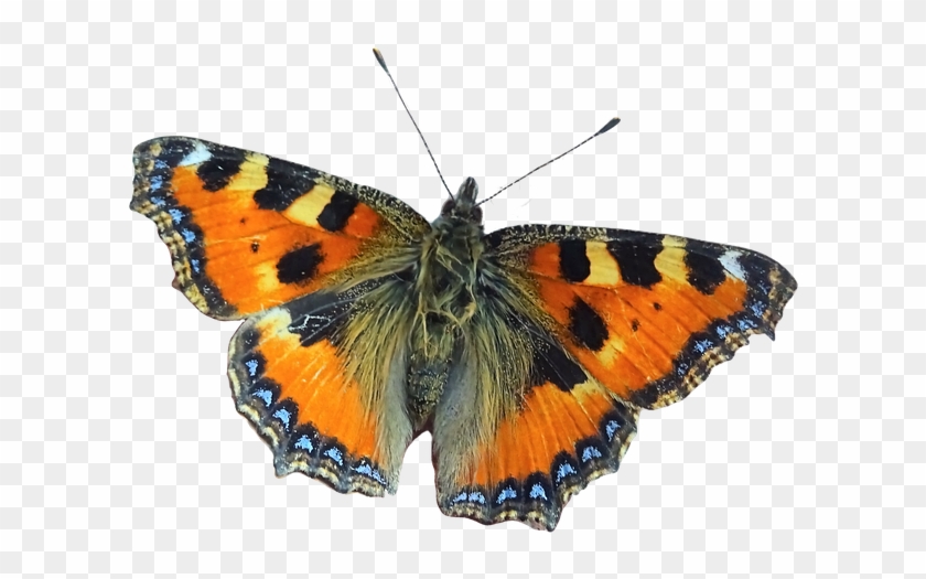 Butterfly Tortoiseshell Moth Wing Cut Out - Free World Clipart #3928330