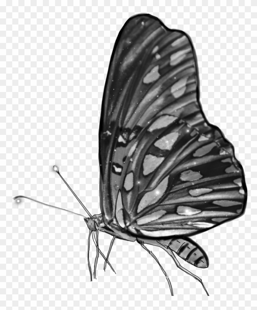 #blackandwhite #butterfly #grey #monochrome #wings - Brush-footed Butterfly Clipart #3928623