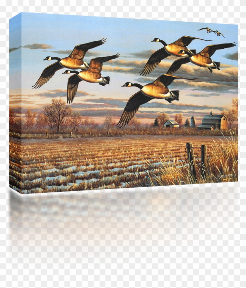 Canadian Geese - Canada Goose Clipart #3930485