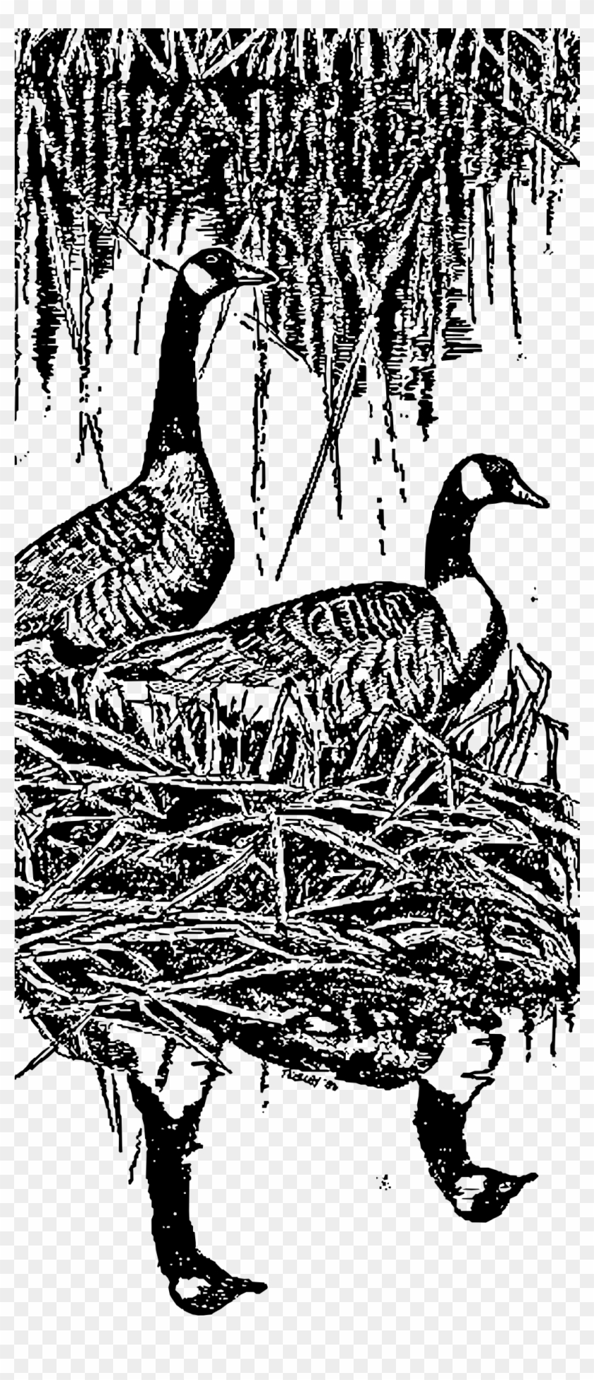 This Free Icons Png Design Of Nesting Canada Geese - Duck Clipart
