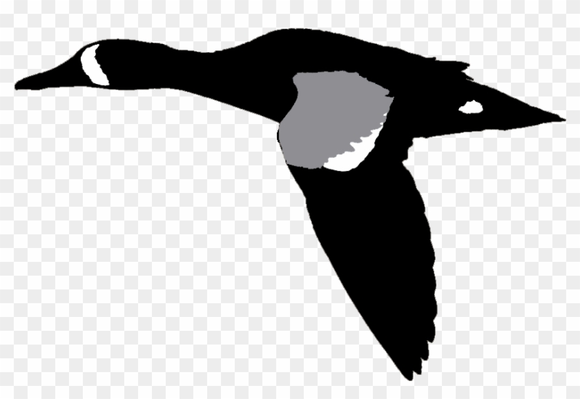 Blue Winged Teal Male Flying Tompkins Co Ny 26may14 - Duck Clipart