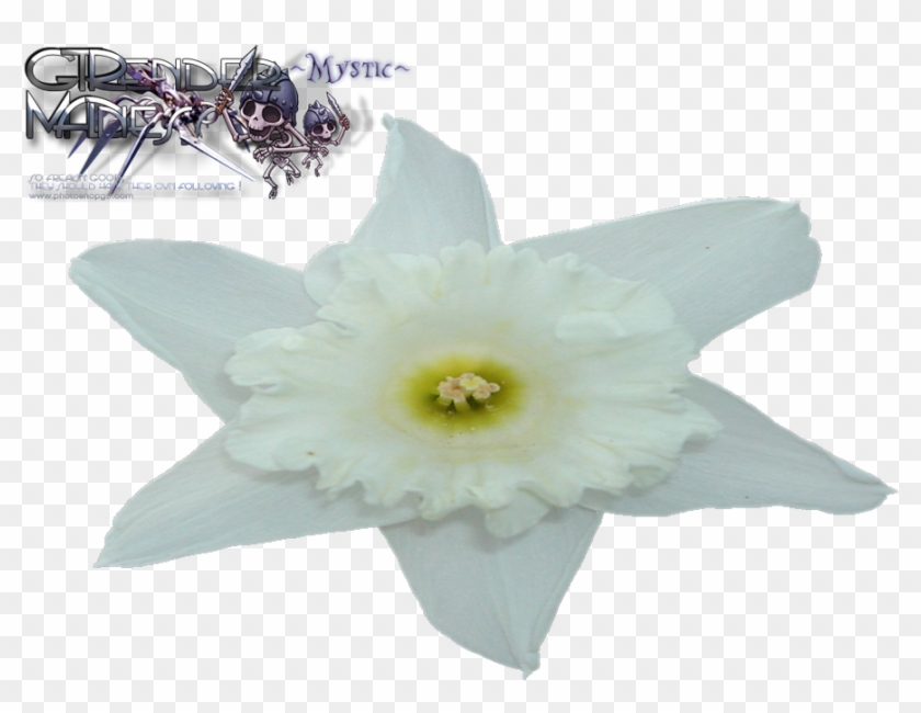 Liked Like Share - Artificial Flower Clipart