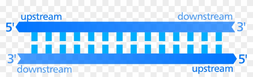 Ebook Ich Jagte Hannibal Lecter Die Geschichte Des - Upstream In Dna Clipart #3932092