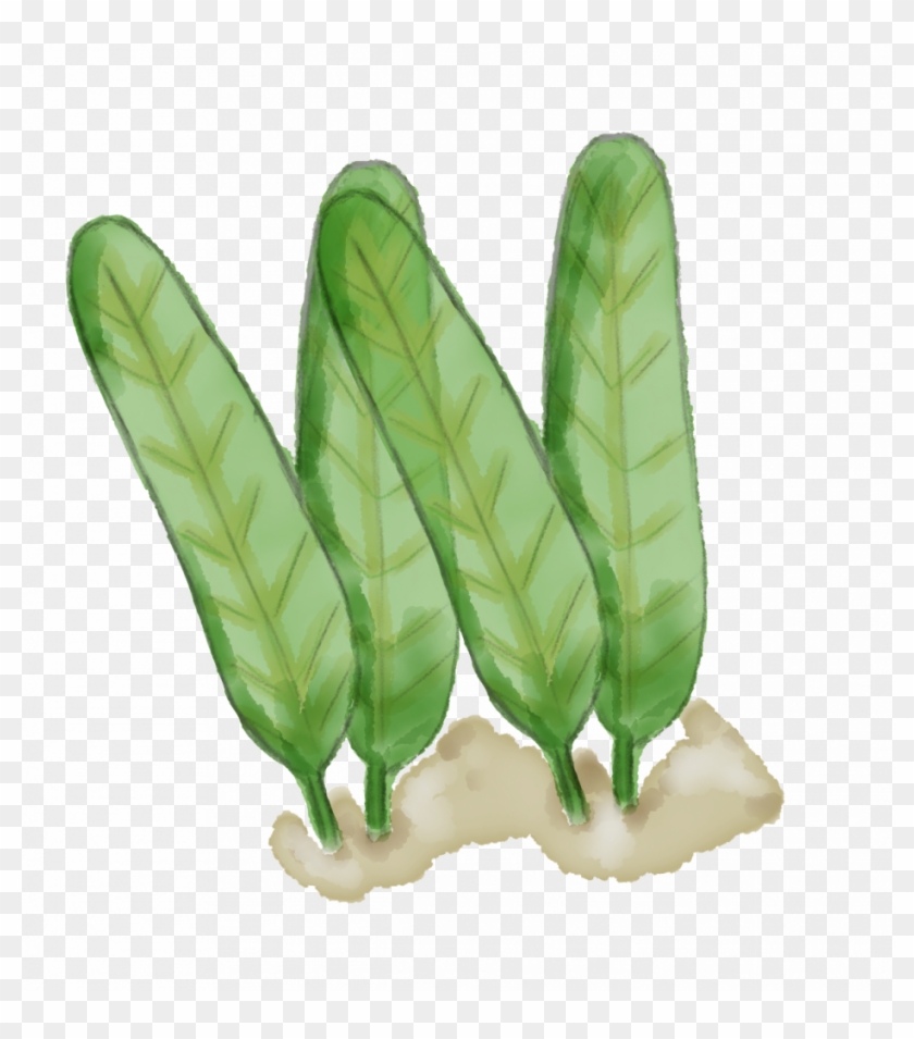 Download Johnson's Seagrass Illustration Clipart Png Download PikPng