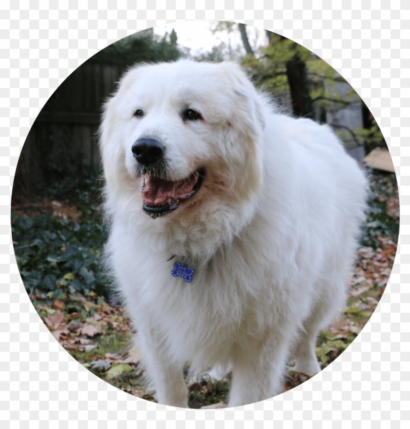 Great Pyrenees , Png Download - Great Pyrenees Clipart #3932858