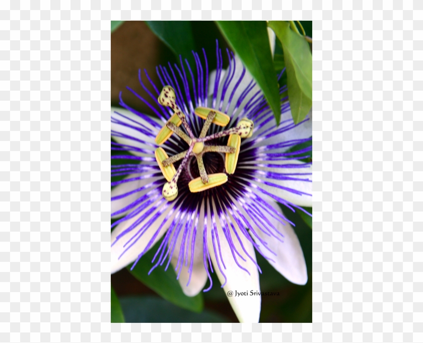 Passiflora / Passion Flower Symbolically Represents - Purple Passionflower Clipart