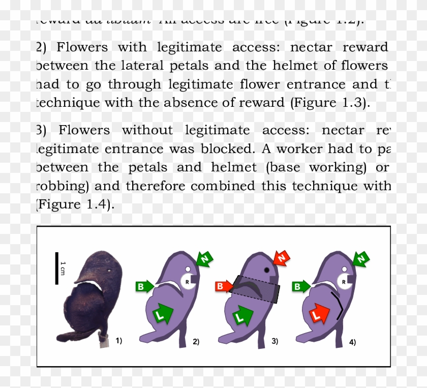 Cross Section Of An Artificial Flower - Cartoon Clipart