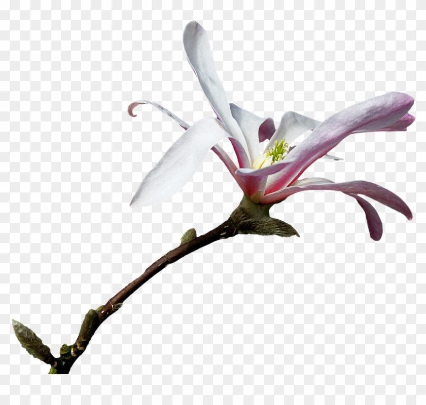 Magnolia, Branch, Png, Clipping, Graphics, Flower - Magnolia Branche Transparent Png #3936227