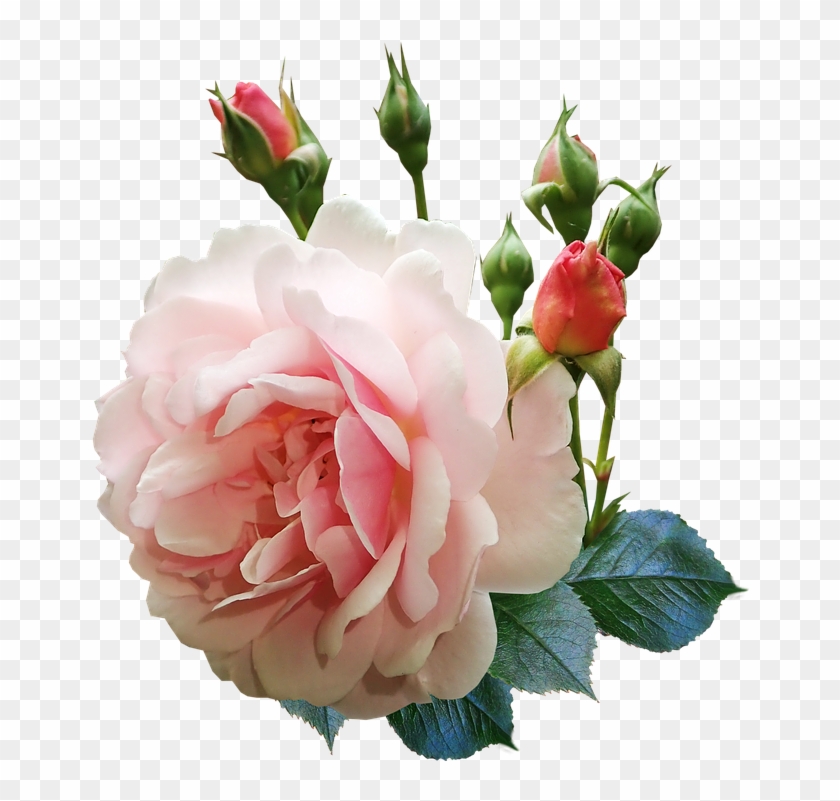 Rose Flower Buds Perfume Garden Nature - Flower Buds Clipart #3936399