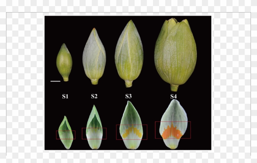 Developmental Stages Of Liriodendron Tulipifera Flower - Liriodendron Flower Morphology Clipart #3936431