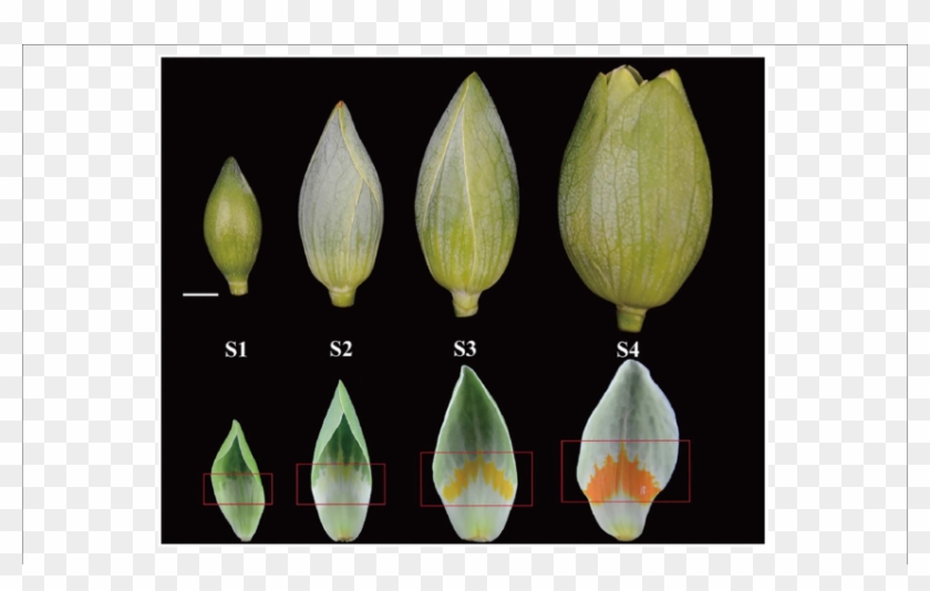 Developmental Stages Of Liriodendron Tulipifera Flower - Liriodendron Flower Morphology Clipart