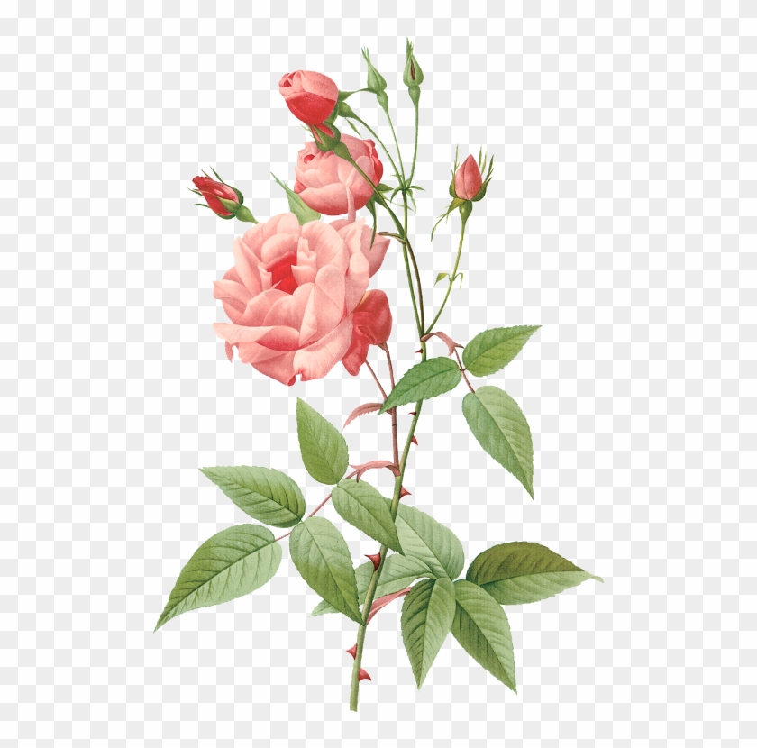 Picture Free Stock Pierre Joseph Redout Art Kaleidoscope - Botanical Rose Clipart #3936506