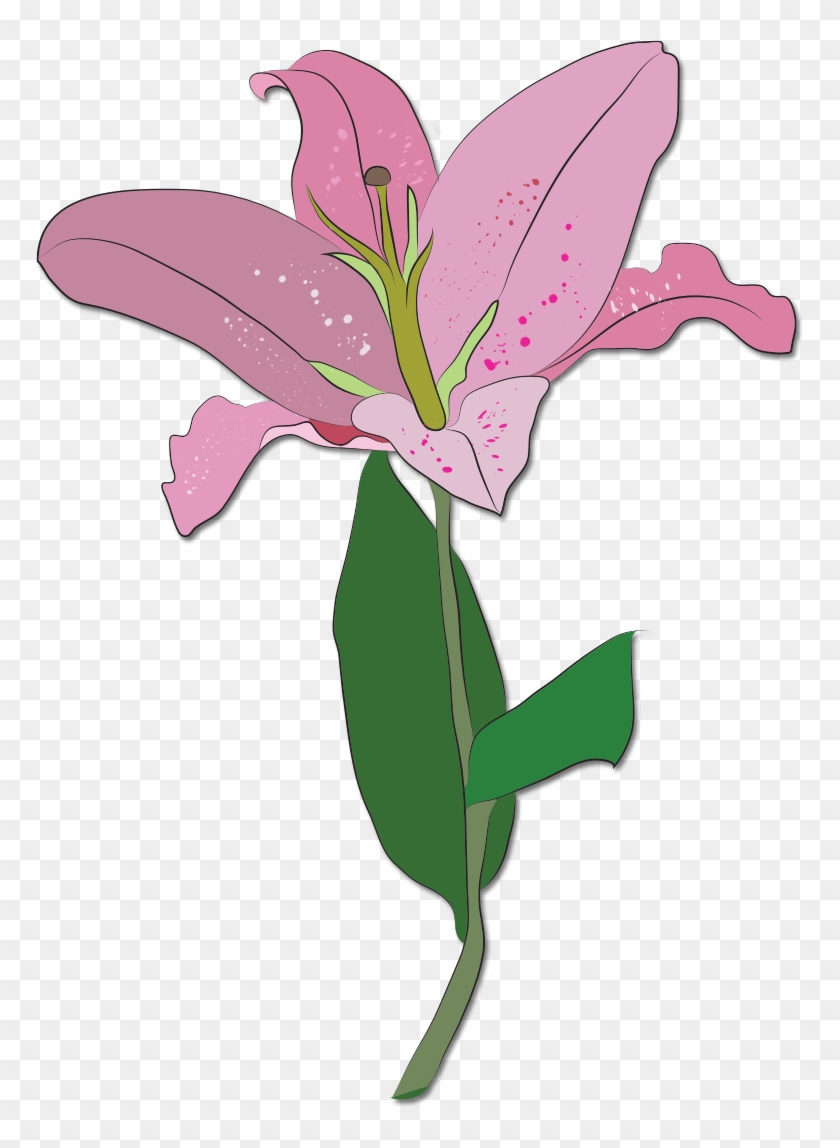 Lily Clipart #3937014