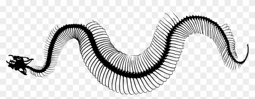 Invertebrate Snakes Line Art Silhouette Snake Skeleton - Snake Skeleton Transparent Clipart #3937856