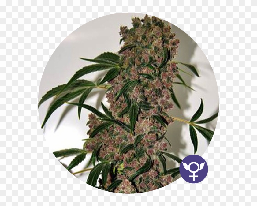 Seedbank - Girl Scout Cookies Extreme Strain Clipart
