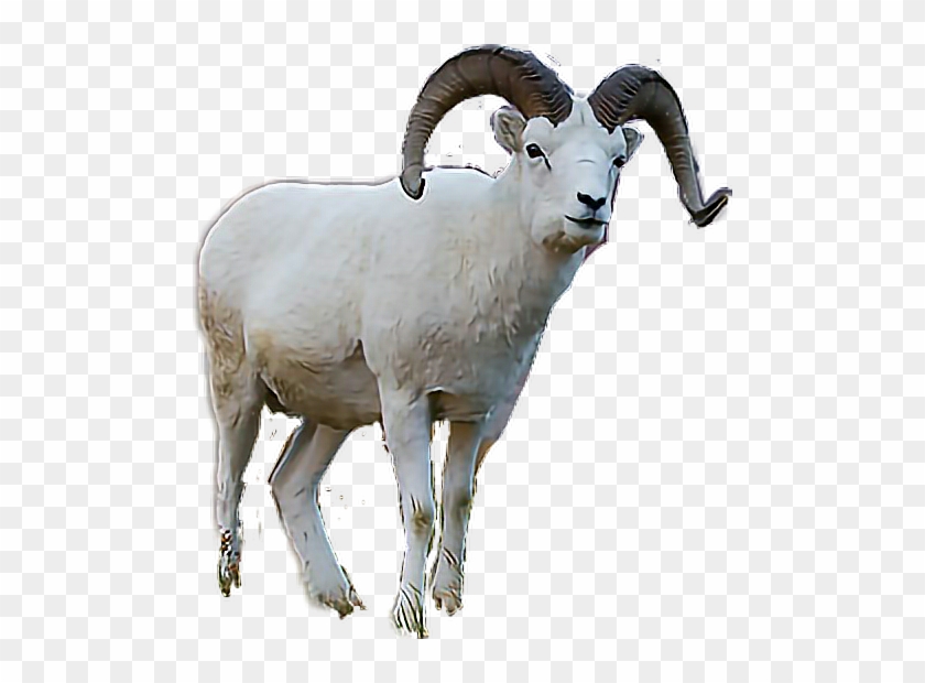 #ram #mountaingoat - Horn Clipart #3938787