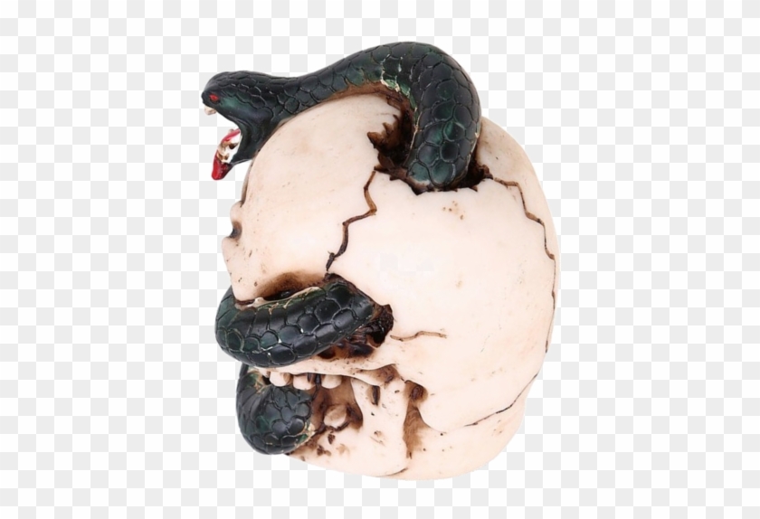 Boa Constrictor Clipart