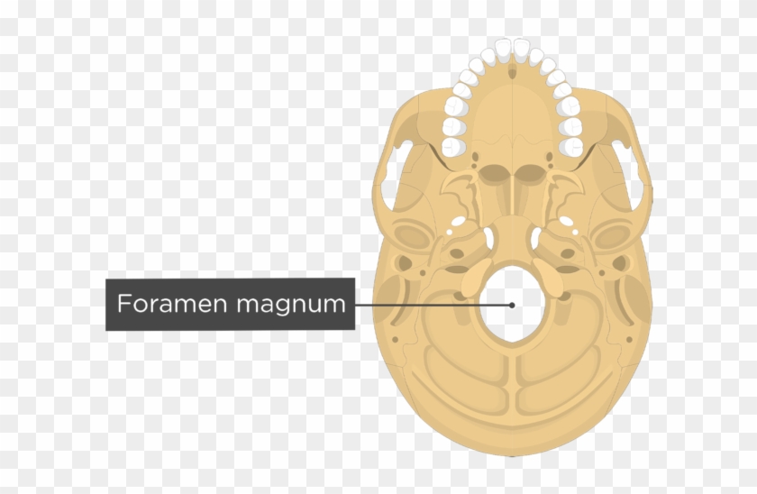 A Inferior View Of The Skull With A Label Of The Foramen - External Acoustic Meatus Inferior Clipart