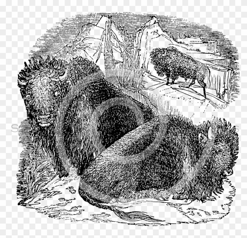 Vintage Buffalo Bison Skull Illustration Clipart #3939108