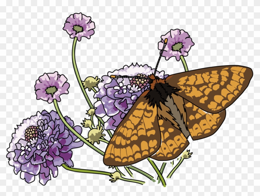 Monarch Butterfly Insect Marsh Fritillary Common Milkweed - Hydrangea Clipart #3940635