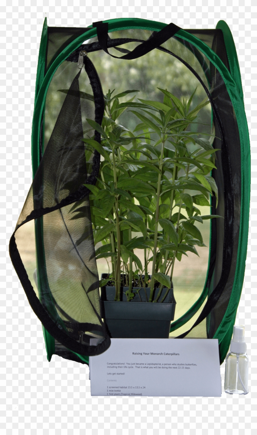 A Butterfly Tale Llc - Houseplant Clipart