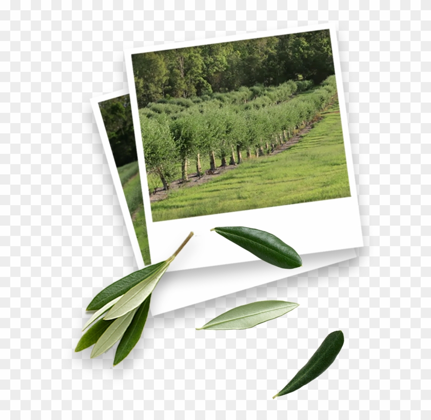More Research Is In The Pipeline - Grass Clipart