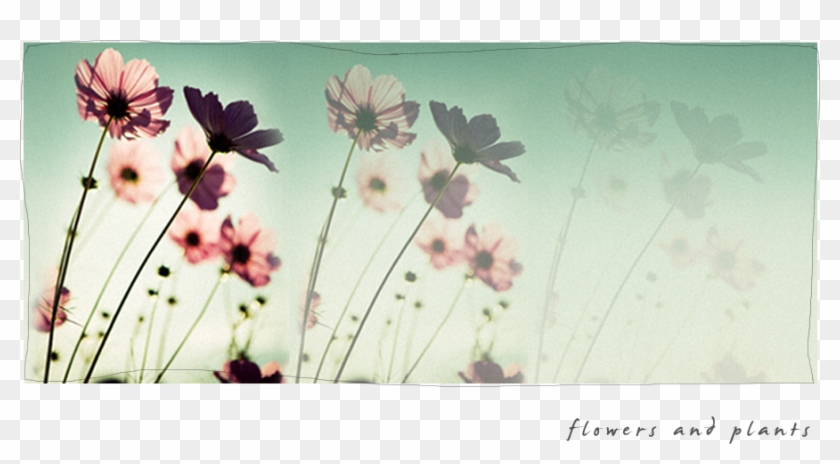 Garden Cosmos Clipart #3941191