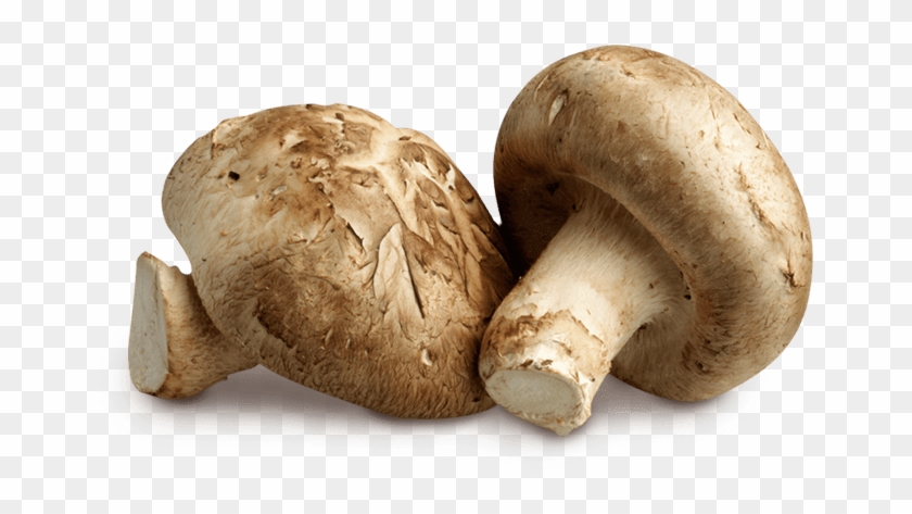 Shitake Mushrooms - פטריות Clipart #3942589