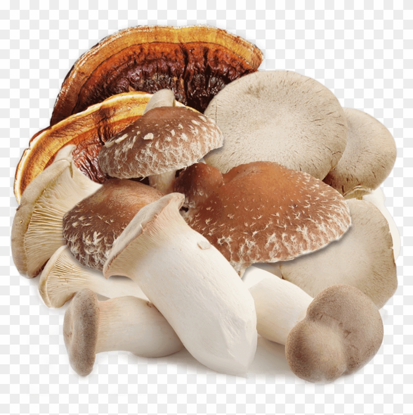 About Mushroom - تولید قارچ گانودرما در ایران Clipart #3942975