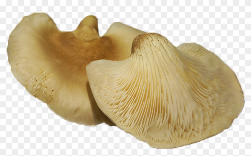 Abalone Mushrooms Also Contain Many Medicinal Properties - Abalone Mushroom Clipart #3943031