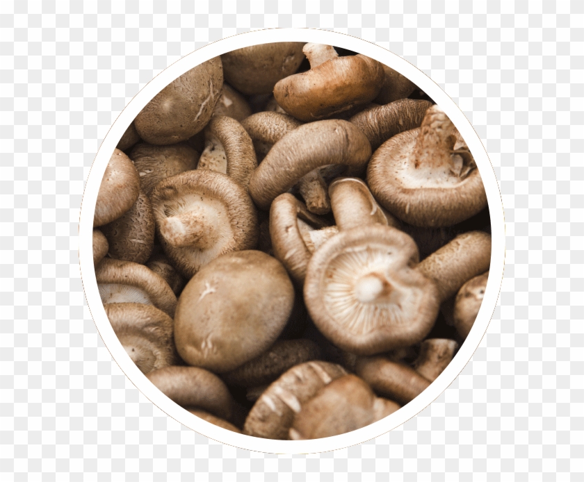 Frozen Shiitake Mushrooms - Shiitake Clipart #3943369