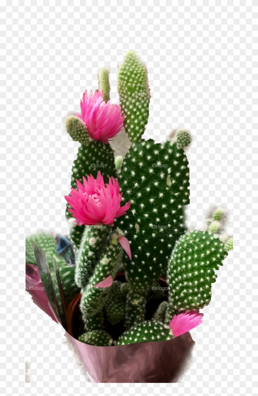 Cactus - Eastern Prickly Pear Clipart