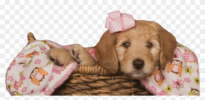 Labradoodle Clipart