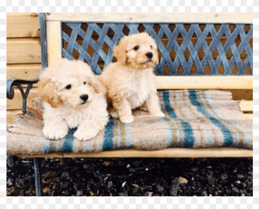 Companion Dog Clipart