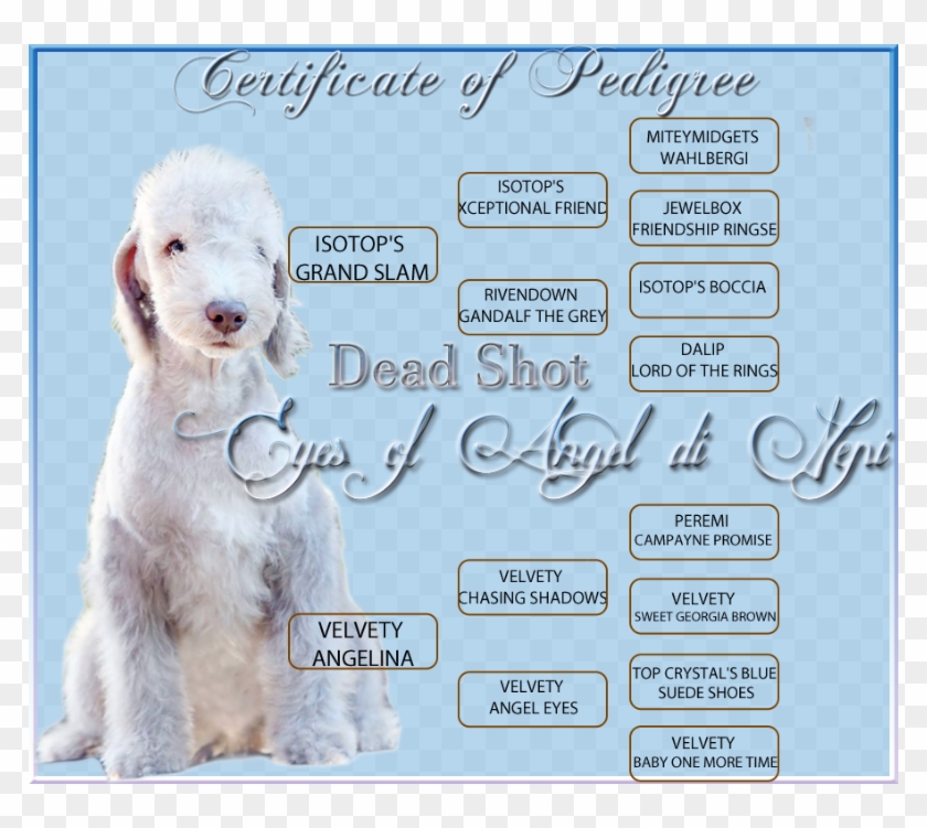 Goldendoodle , Png Download - Goldendoodle Clipart #3946709