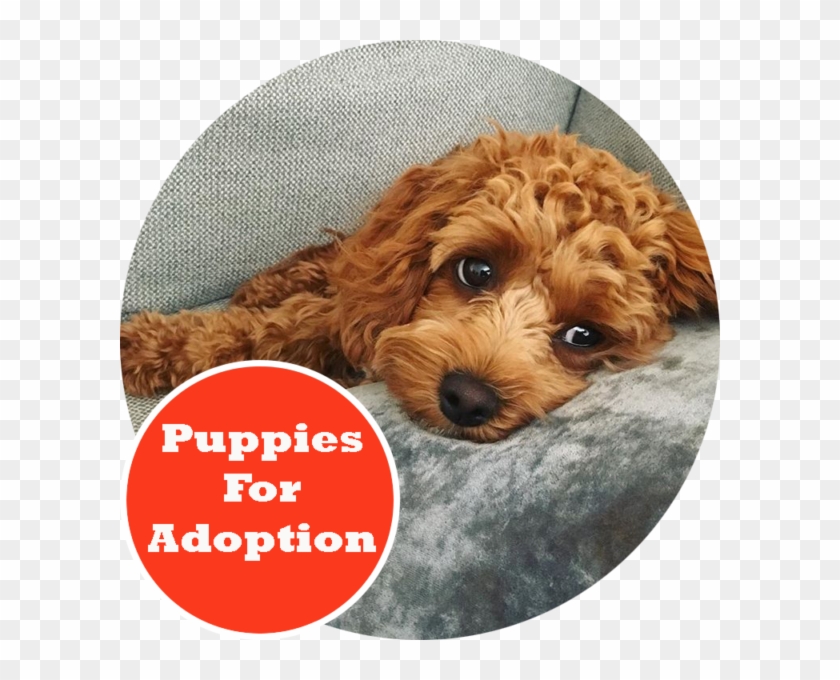 Urban Puppies - Dogs For Sale Melbourne Clipart