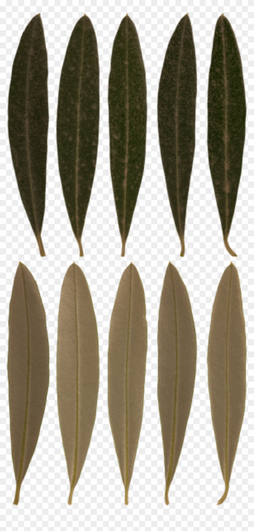 Leaves Olive - Russian Olive Clipart